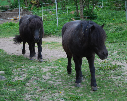 Horses