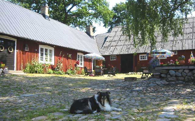 Gårdshunden Mollie vilar sig i skuggan av den stora björken som växer mitt på Hålegården.